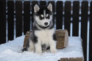 BIANKA SENTINEL OF SIBERIA
