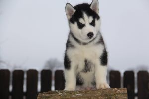 BYRON SENTINEL OF SIBERIA