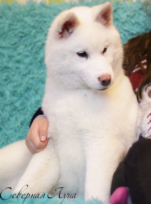 SEVERNAYA LUNA SAKURA