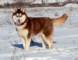 HUSKY HAVEN HOT CHOCOLATE