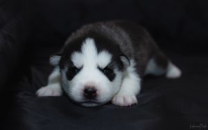 ROXYRO'S GORGEOUS SIBERIAN LADY