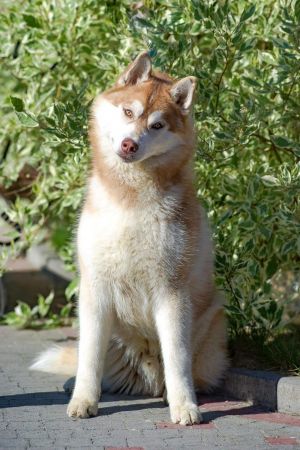 DOMINIK DEGNO MATTEO MUSHER