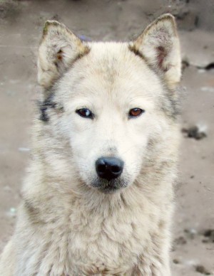 KARABAIR BUSYA
