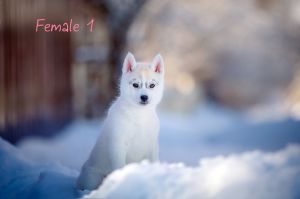 HOPE STORY DYNASTIE