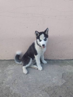 MAXI LUCKY