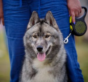IMAGINE DRAGON TAUN FOREST
