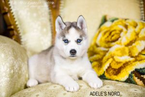 ADELE'S NORD IRISKA
