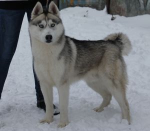 YAKSAR