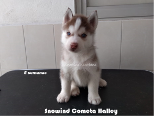 SNOWIND COMETA HALLEY (AGUILAR)