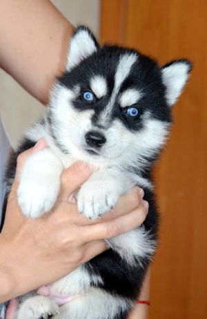 UMKA ARON SIRIUS WOLF