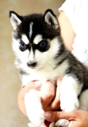 ULANA DEYSI SIRIUS WOLF