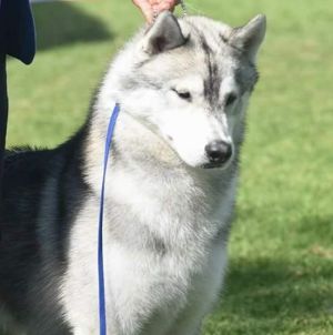 KIOWA SNOW GREY(HUERTA)MEX.FCI