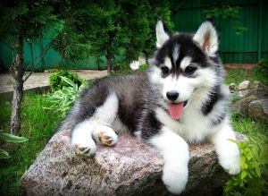 MILA KINGDOM HUSKY