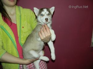 ZOLOTO NEBES SHAINI DOCH' SHAMANA
