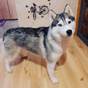 SILVER SIBERIANS ZETTA SHARM