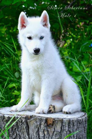 SILVER SIBERIANS CEZARION LEON