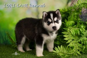 LORI-LANE BURAN