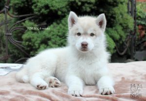 LET ME BE YOUR DREAM FINLEY