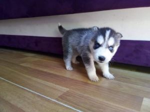 ELFO WOLF
