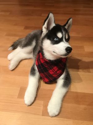 EVRIK