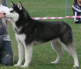 HUSKY HAVEN BLAZING STAR