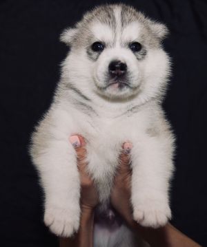 LAKOST YARKII BRILLIANT