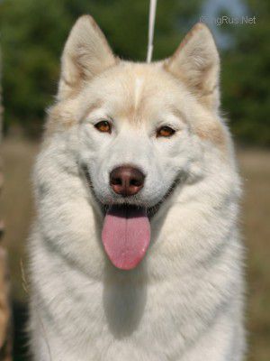 HUSKY HAVEN BARBIE