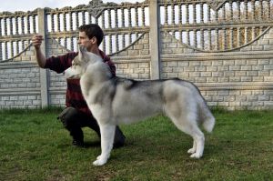 ALBERTINO WOLF LINORA ICEBLUE