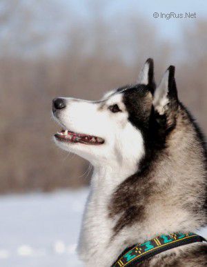 ISABEL LEDI SILVER SEVERNAYA KOROLEVA
