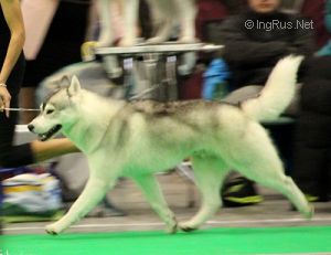 BORN TO WIN OF SIBERIAN LADY