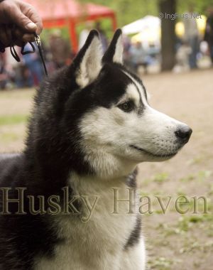 HUSKY HAVEN TEXAS RANGER