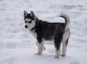 SEMARGL RIYURIK