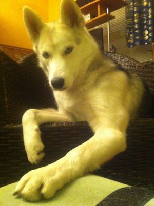 MAYYA OF HUSKY MOB