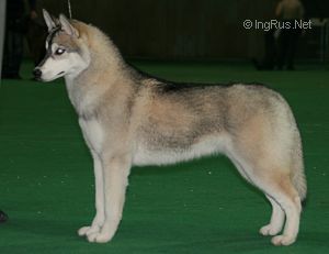 ARCTIC MAGIC THE PLATINUM ANGEL