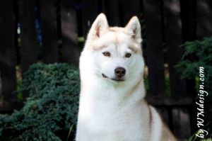 SNOWMIST'S NATURALLY BLONDE