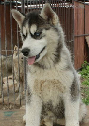 SNOW GALAXY SHAKIRA SHE WOLF