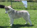 FLUFFY OF SIBERIAN LADY