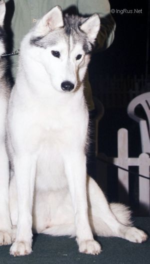 HUSKY HAVEN AUGUSTA
