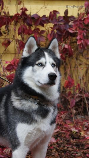 ARES IS THE FIRST WINNER