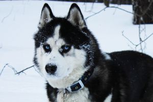 PRIDE BLUE-EYED WONDER