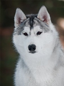 NORD HEART ODIN