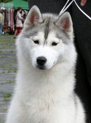ZIRA A BEAUTIFUL LADY