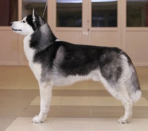 ZAK BLACK DIAMOND