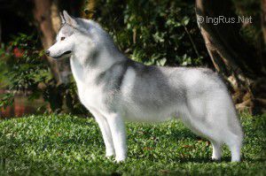 NANOOK'S SHAKIN' THE NATION