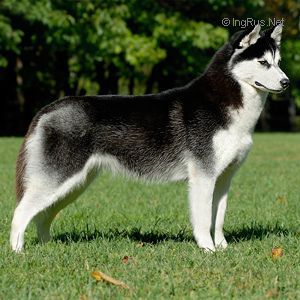 SIBEX AMBER EYES JAMRA