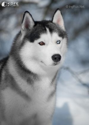 FLY DREAM WOLF IN SNOW