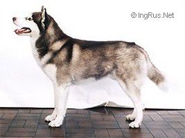 JANGO OF SIBERIAN LADY