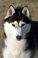 FELICITY OF SIBERIAN LADY