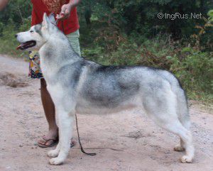 LEE LOO OF SIBERIAN LADY