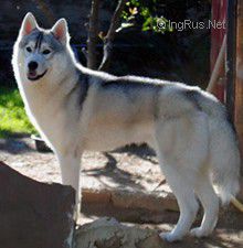 SIMON SAYS OF SIBERIAN LADY